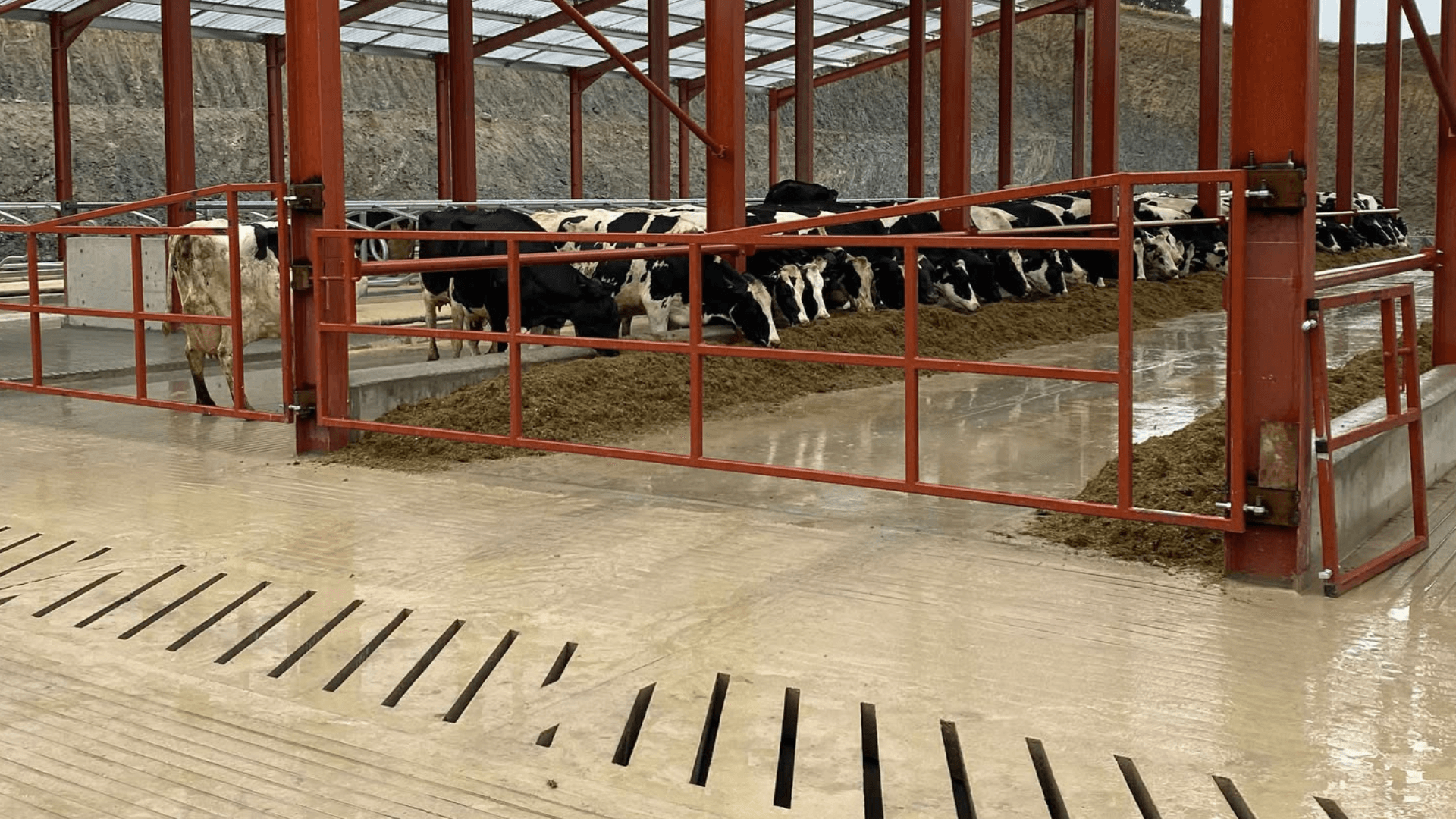 Why non-slip cow flooring is essential for herd safety