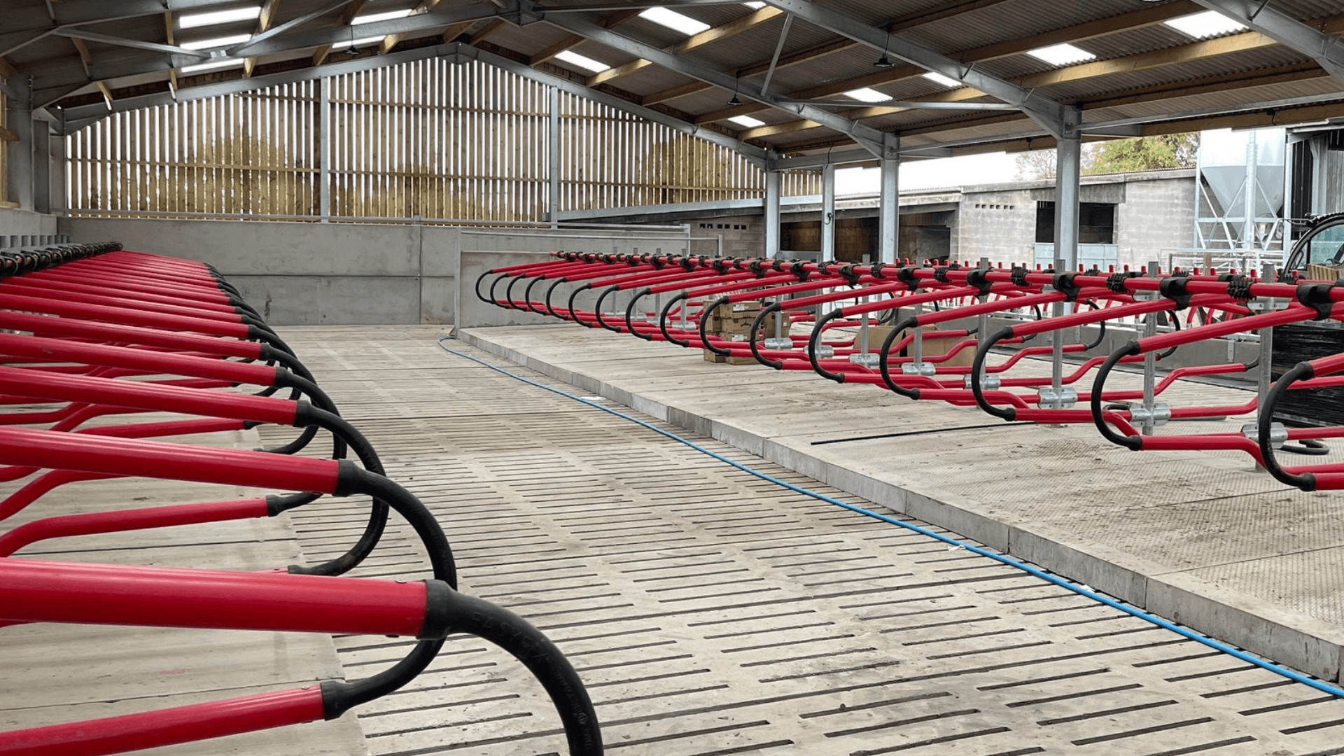 Why dairy farms need slip-resistant concrete to protect cattle