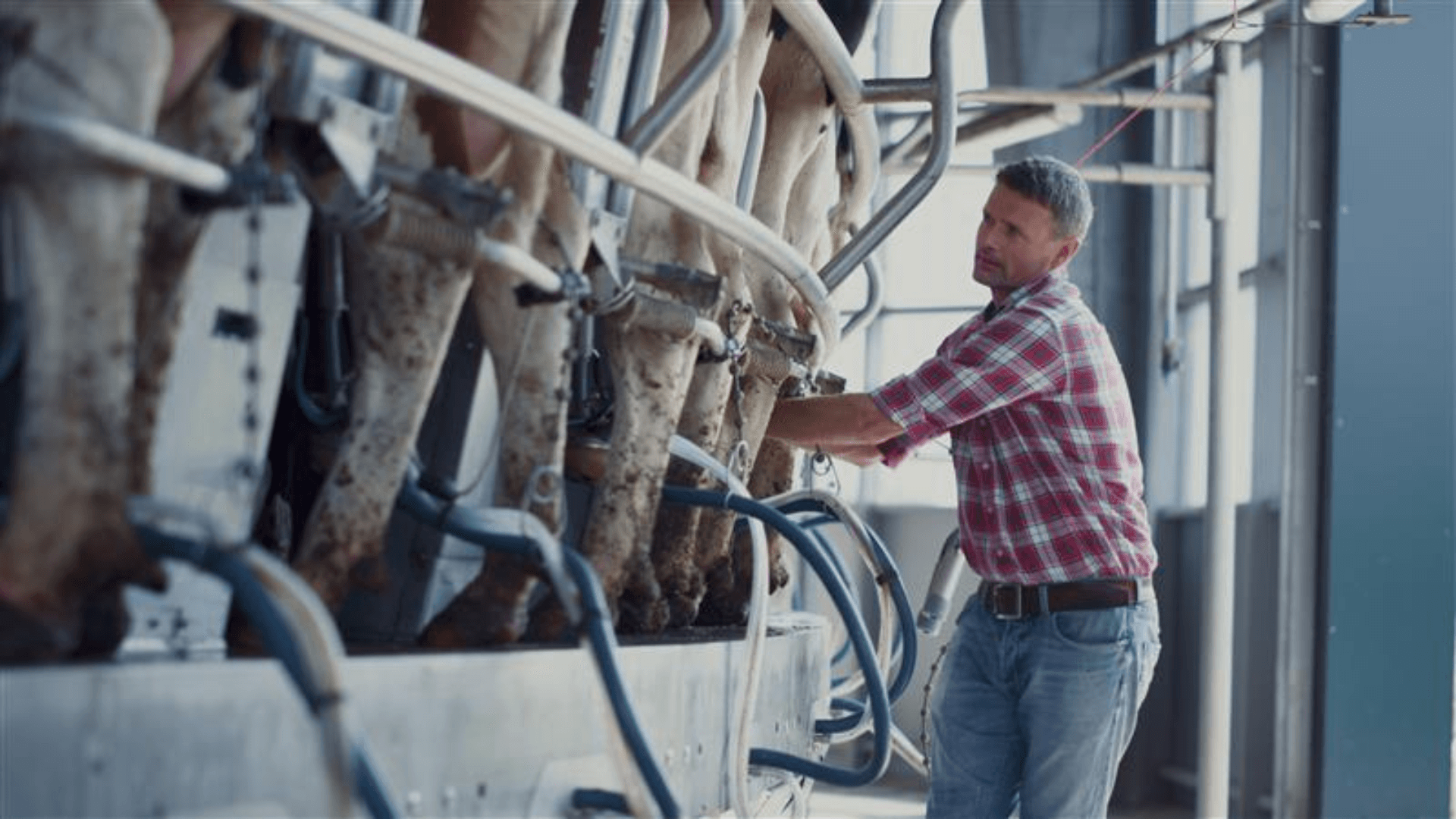 The best dairy housing systems for healthy, productive cows