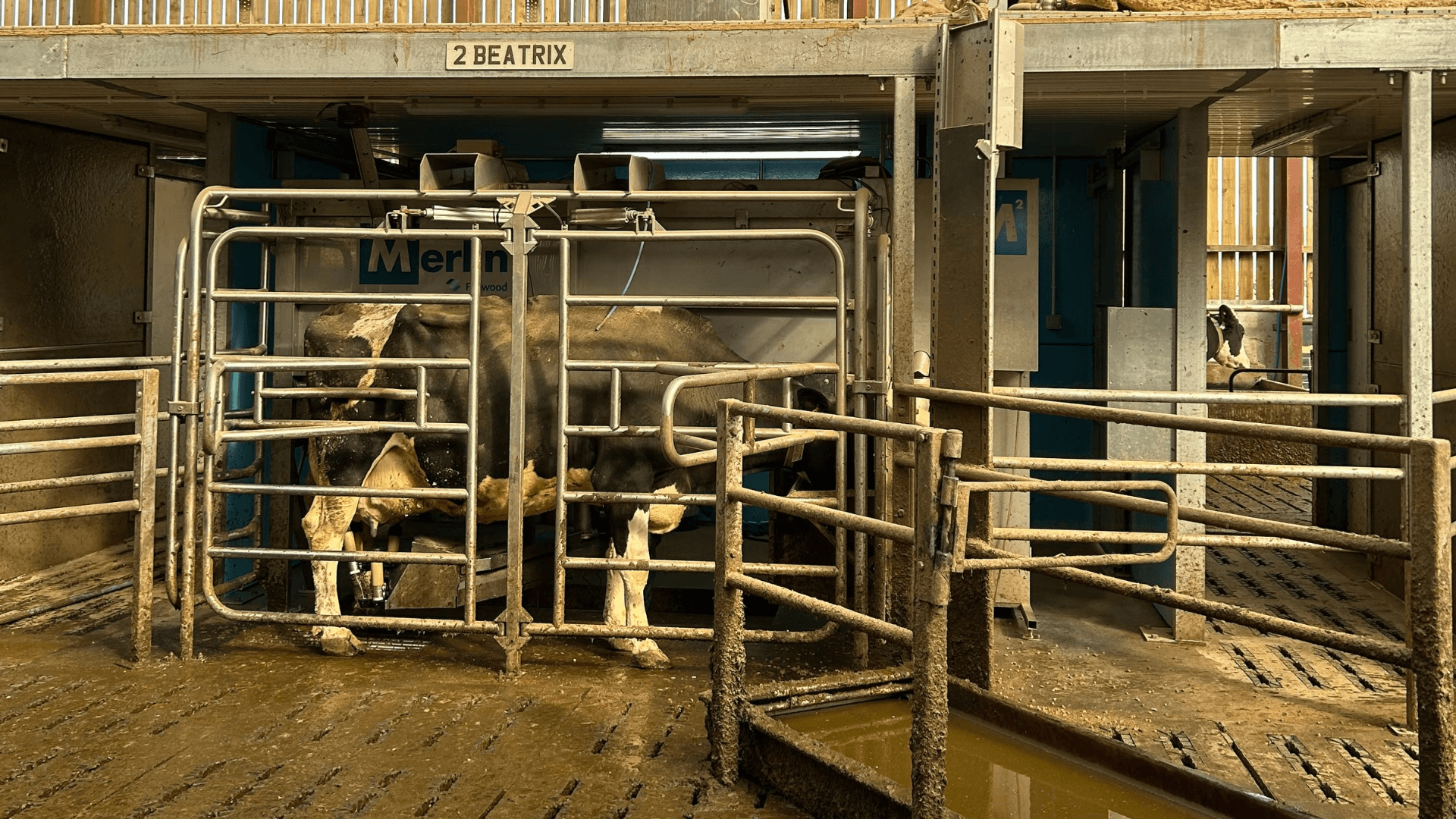Dairy cow in Merlin milking parlour behind cow slats