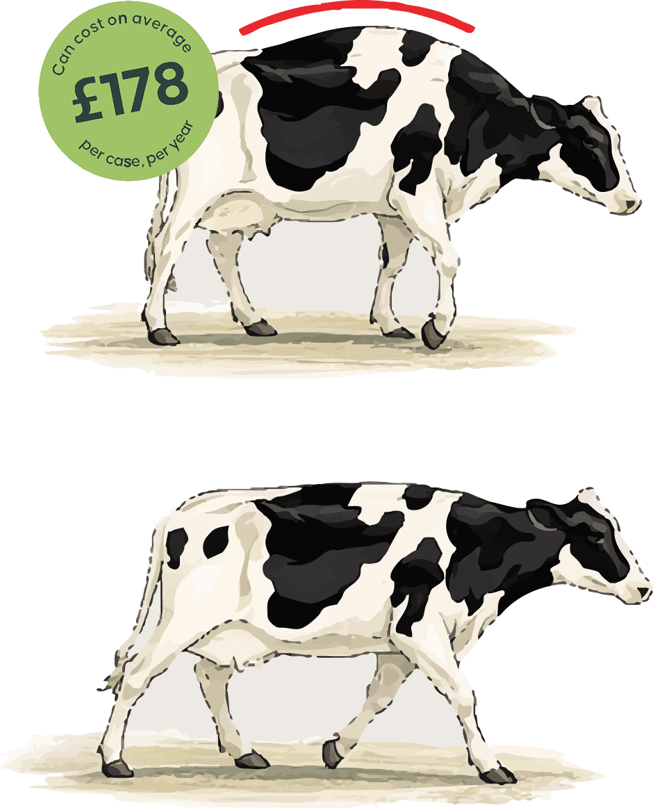 Cow Lameness