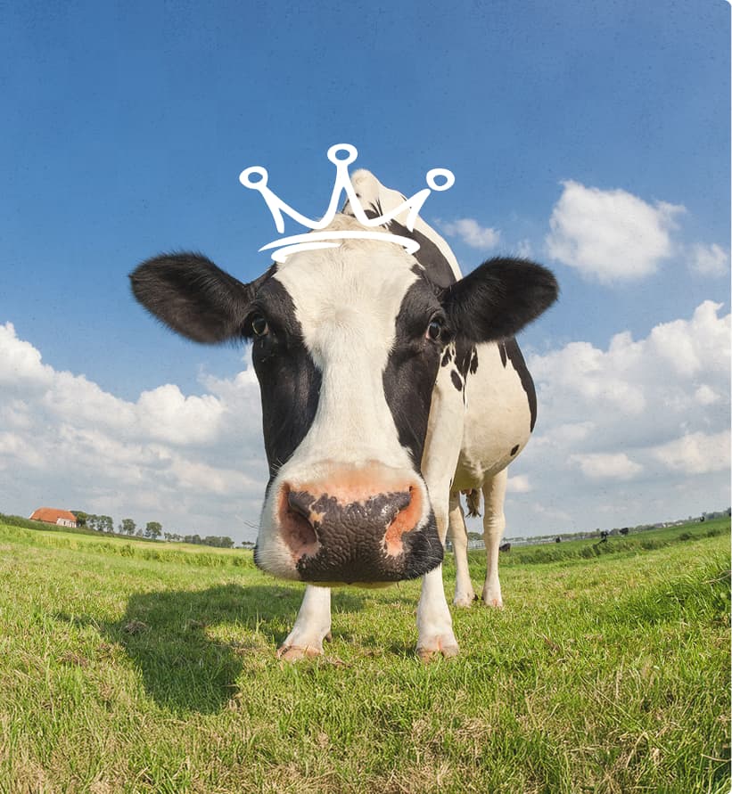 Gb Dairy Cow