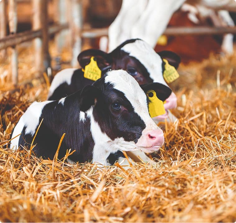 Square cow image